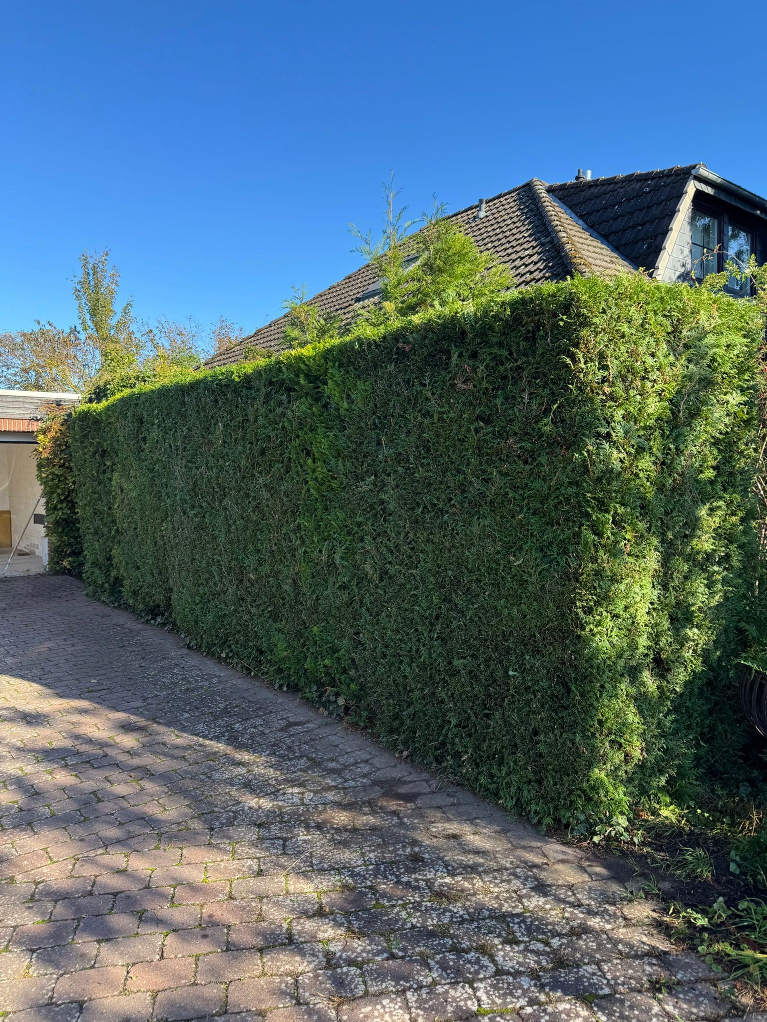 Sauberer Thuja-Heckenschnitt - Heckenschnitt Burgdorf